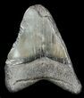 Partial, Megalodon Tooth #44828-2